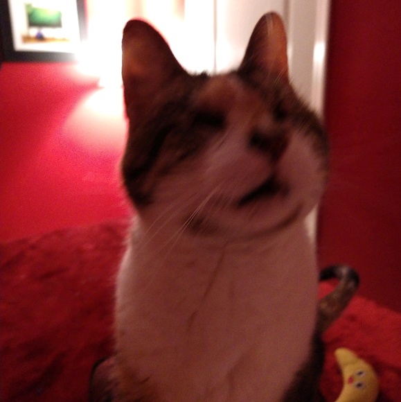 Meet your Posher, Cary - Picture 1 of 1